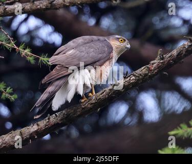 Sparrowhawk nel parco locale di Pittville a Cheltenham Foto Stock
