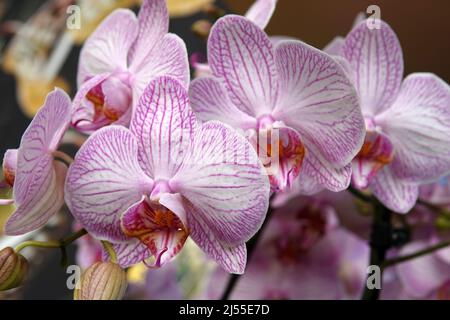 Orchidea a righe rosa-bianca. Le orchidee della falaenopsis o della falena hanno radici lunghe, grossolane, steli corti e frondosi e fiori piatti di lunga durata Foto Stock