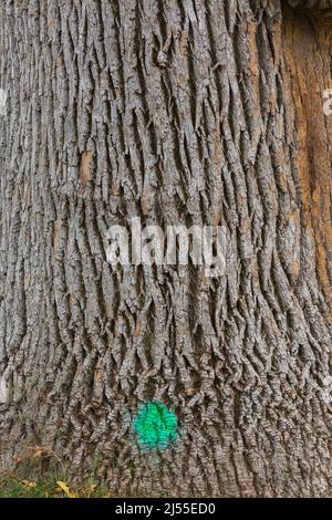 Tronco di albero deciduo marcato con vernice verde fluorescente. Foto Stock