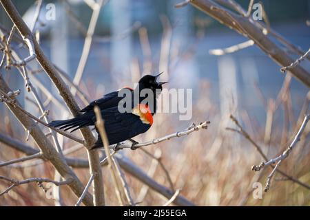 maschio rosso alare blackbird cantare all'inizio della primavera Foto Stock