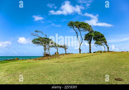 Costa settentrionale, Pointe Allegre, basse-Terre, Guadalupa, Antille minori, Caraibi. Foto Stock