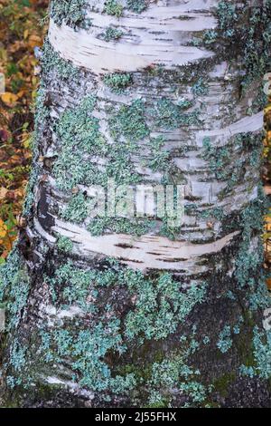 Betula papyrifera - tronco di betulla di carta ricoperto di Lichen Growth e Bryophyta - Moss verde. Foto Stock