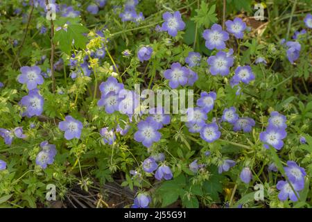 Occhi blu del bambino del Texas (nemophila phacelioides) che crescono in Texas in primavera. Foto Stock