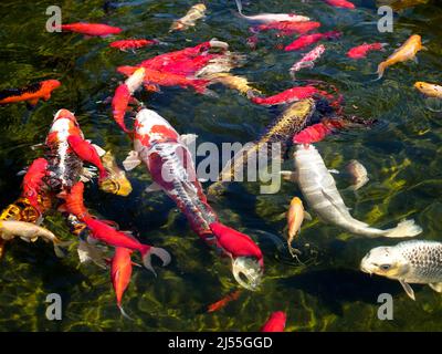 Molti koi carp (Cyprinus) multicolore sulla superficie dell'acqua Foto Stock