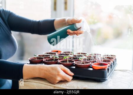 Donna annaffiatura, spruzzando piante germogli che crescono dai semi nei piccoli vasi in casa. Preparandosi per l'estate, nuova stagione del giardino della cucina. Seminando semi. S Foto Stock