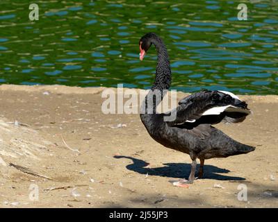 Cigno nero (Cygnus atratus) in piedi a terra vicino ad un laghetto Foto Stock