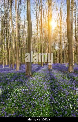 Primavera nella foresta con bella moquette bluebells. Foto Stock