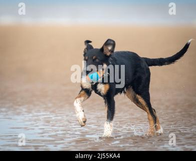 Border Collie godersi una giornata in spiaggia Foto Stock