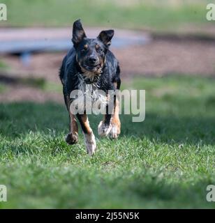 Confine Collie godere di un po 'di esercizio Foto Stock