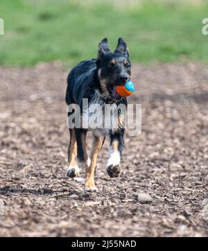 Border Collie giocando con la sua palla Foto Stock