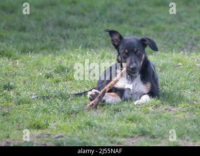 Primo piano di un confine Collie giocando con il suo bastone Foto Stock