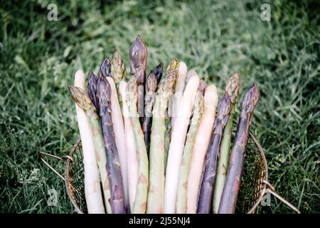 Germogli di asparagi su erba verde con fiori sul giardino di cortile. Germogli di asparagi verdi, viola e bianchi freschi. Fotografia alimentare sfondo Foto Stock