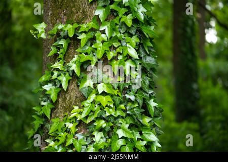 Un frammento di un tronco di albero con corteccia grigia, coperto da viti di succosa foglie di edera verde. Sfondo naturale e organico. Foto Stock