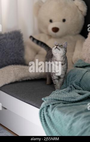 Il gatto nella stanza dei bambini, guardando in su Foto Stock