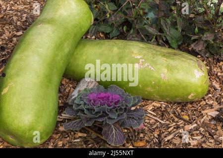 Esposizione decorativa di verde Cucurbita - Squash invernale e viola Brassica oleracea - cavolo ornamentale al confine di pacciame in autunno. Foto Stock