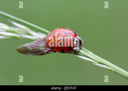 Ladybird con occhi (Anatis ocellata). Ladybug seduto sulla pianta. Eyed ladybug. Anatis ocellata. Foto Stock