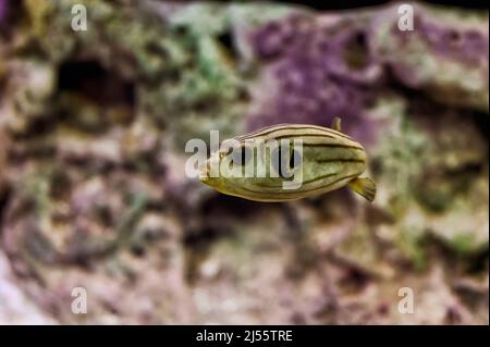 Raro pesce puffer marrone con strisce più scure che nuotano tra le pietre con le alghe Foto Stock