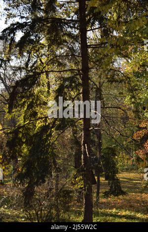 Caduta foglie sul panoramico parco autunnale. Parco forestale paesaggio in un autunno dorato. Percorso attraverso la foresta autunnale. Alberi e foglie d'autunno Foto Stock