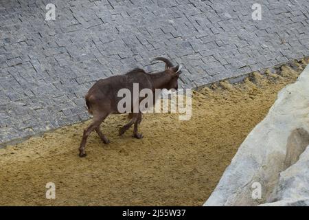 Capra di montagna nello zoo. (Oreamnos americanus) nel recinto zoo. I mammiferi hanno unghie, corna corte e crooks neri. Foto Stock