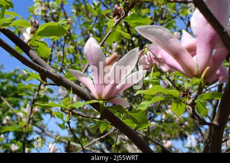 Albero Bloomy magnolia con grandi fiori rosa. Vista ravvicinata della magnolia in fiore viola. Bella primavera fiore per magnolia alberi tulipano fiori rosa. Foto Stock