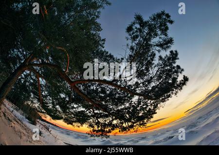 Suggestiva prospettiva Fisheye del suggestivo albero di pino coperto da neve al tramonto Twilight Georgian Bay Foto Stock