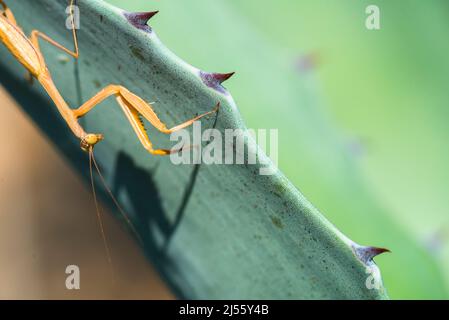 Il mantis europeo o il mantis di preghiera (Mantis religiosa), maschio marrone. Foto Stock