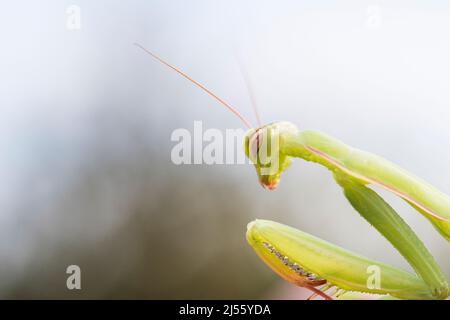 Il mantis europeo o il mantis di preghiera (Mantis religiosa), ritratto, giovanile. Foto Stock