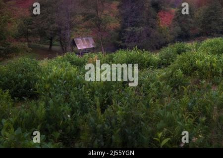 Bellissima zona di piantagioni di tè. In primo piano sono le cadute di tè. Piantagione di tè in autunno. A Sochi Foto Stock