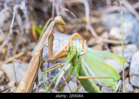 La mantide europea o la mantide in preghiera (Mantis religiosa), femmina (marrone) divora la sua preda, un'altra mantide in preghiera femminile (verde). Foto Stock
