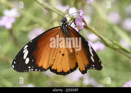 Tigre semplice, farfalla monarca africana (Danaus chrysippus) alimentazione Foto Stock