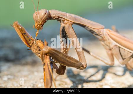 La mantide europea o la mantide orante (Mantis religiosa), femmina, mangia un grasshopper del genere Omocestus. Foto Stock