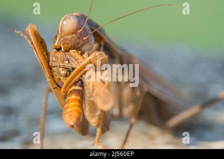 La mantide europea o la mantide orante (Mantis religiosa), femmina, mangia un grasshopper del genere Omocestus. Foto Stock