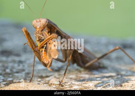 La mantide europea o la mantide orante (Mantis religiosa), femmina, mangia un grasshopper del genere Omocestus. Foto Stock