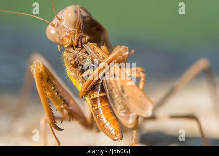 La mantide europea o la mantide orante (Mantis religiosa), femmina, mangia un grasshopper del genere Omocestus. Foto Stock