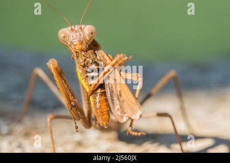 La mantide europea o la mantide orante (Mantis religiosa), femmina, mangia un grasshopper del genere Omocestus. Foto Stock