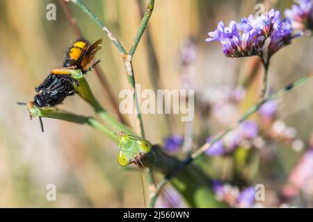 Il mantis europeo o il mantis di preghiera (Mantis religiosa), mangia Scolia hirta, un Wasp. Foto Stock