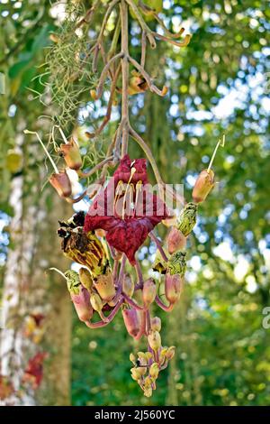 Fiori di albero di salsiccia (Kigelia africana), Rio de Janeiro Foto Stock