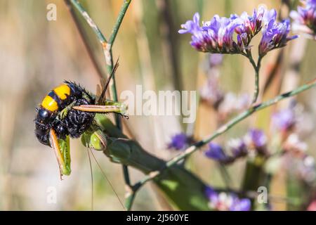 Il mantis europeo o il mantis di preghiera (Mantis religiosa), mangia Scolia hirta, un Wasp. Foto Stock