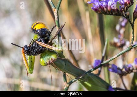 Il mantis europeo o il mantis di preghiera (Mantis religiosa), mangia Scolia hirta, un Wasp. Foto Stock