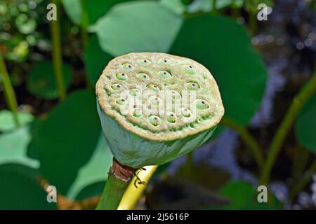 Testa di semi di loto bianco (Nelumbo nucifera) Foto Stock