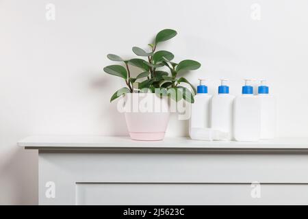Peperomia Magnoliifolia nel vaso. Bottiglie bianche con dispenser blu con shampoo, balsamo, panna e sapone liquido su uno scaffale nella vasca Foto Stock