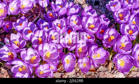 Fiori viola di cocco in primavera. In primavera, i primi fiori fiorì nel giardino. Glade di croci fiorenti. Vista dall'alto. Inizio primavera. Foto Stock