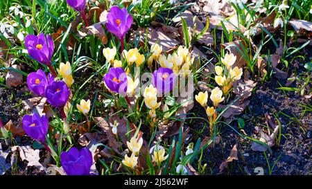 In primavera, i primi fiori fiorì nel giardino. Glade di croci viola e gialli in fiore. Giornata di primavera soleggiata. Foto Stock