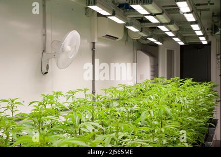 La coltivazione idroponica della cannabis è una tecnica speciale per far crescere le piante fuori dal terreno. Foto Stock