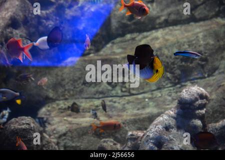 Bellissimo pesce in fondo all'acquario, Oceanarium, turismo d'affari. Foto Stock