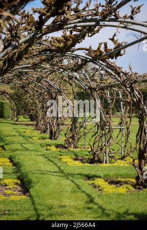 Struttura coperta di vite / Powis Castello e giardini Foto Stock