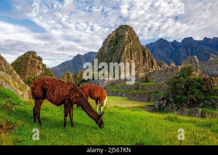 Machu Picchu, Llamas mangiano erba nella cittadella Inca. Machu Picchu è un santuario storico del Perù. Foto Stock