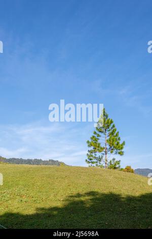 Green Grass e Lone Pine Tree contro Morning Blue Sky. Foto Stock