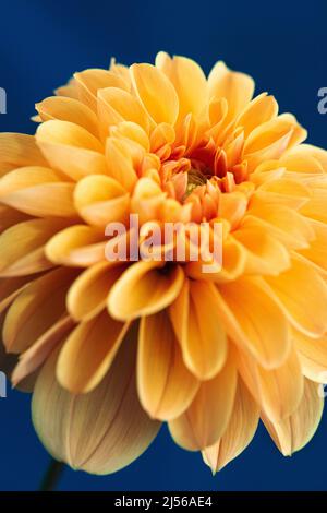 Golden dahlia su sfondo blu. Foto Stock