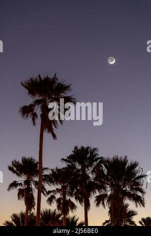 La luna crescent sopra le palme del ventilatore nel crepuscolo della sera sull'isola di South Padre, Texas. Foto Stock